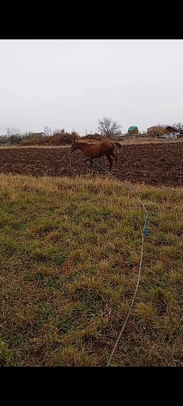 ахатина купить: Продаю | Жеребец