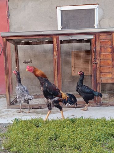 quş satışı: O shamo bir bece iki fere.bir illik.fereler yumurtayir.3u birlikde 240