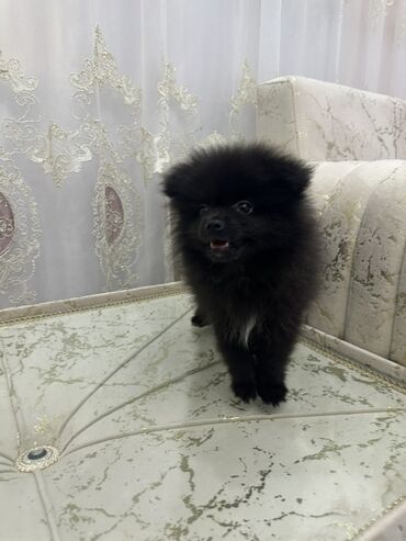 аксессуары для маленьких собак: Шпиц, 2 месяца, Самец, Самовывоз