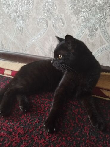 дом для кош: Кошка даром: Беспородная, 1 год, Девочка, Приучена к лотку, Проглистована, С прививками