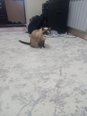 сиамский: Кошка даром: Сиамская, Девочка — 2