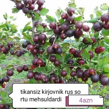 Şitillər: Salam Güllər Rusiyada gelib xarici gülldü nömrədə whatsapp var — 31