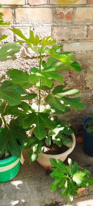 Фрукты и ягоды: 📍Продаю инжир 1 год 7 месяцев плодоносящий, через 2-3 месяца можно — 3