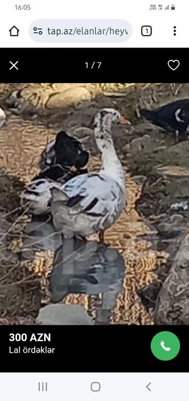 Ördəklər: 30 ədəd 2 aylıq Lal ördək balaları. 9 ədəd böyük Lal ördək. 2 ədəd — 12