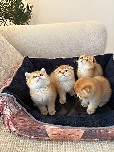 Pişiklər: Şotland — 1