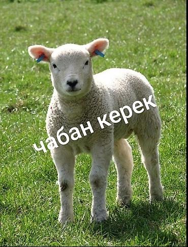 дойки ко: Требуется чабан . семейный .Кемин отара 250 голов зп 30-000+козу — 1