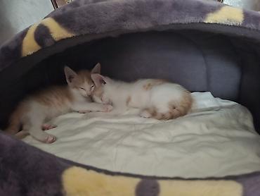 рыжий: Милые котята отправляются в новую семью.😍😍🎁🎁🎁💕💕💕💕 — 3