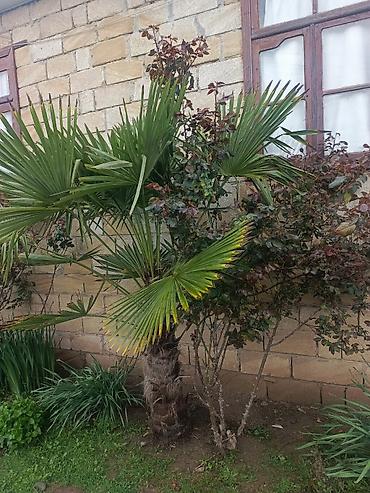 dekarativ agaclar: Xurmayı xatırladan dekorativ palma ağacı – Trachycarpus fortunei (Fan — 5