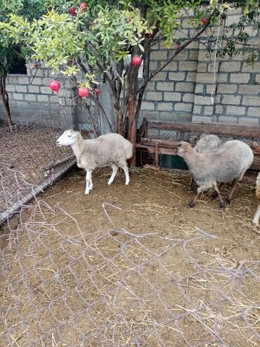 Qoyunlar, qoçlar: Qoyun sürüsü – müxtəlif rəng və yaşlarda - Şəkillərdə təsvir olunan -da lalafo.az — 4 Qoyunlar, qoçlar: Qoyun sürüsü – müxtəlif rəng və yaşlarda - Şəkillərdə təsvir olunan — 4