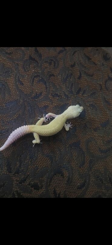 хамелеон животное: Продаётся спокойной гекон эублефар Морфа - паттернлес. Мальчик. С