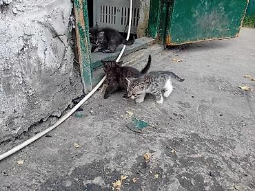 Отдам даром кошку: Кошка даром: Беспородная, 1 месяц, Девочка, Приучена к лотку — 1