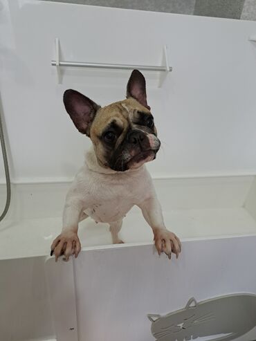 Другие услуги: Груминг в Бишкеке Стрижка Вычес (линька) Купание профессиональной — 7