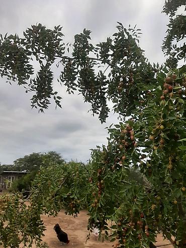 limon ağaçı: İydə və innab tingləri .Ünvan Bilgəh.Razılaşma yolu ilə.Ağacların — 6