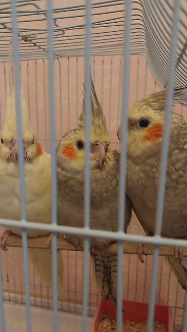 Quşlar: Nimfa (Cockatiel) tutuquşuları – 3 ədəd Xüsusiyyətlər: - Növ: Nimfa — 1
