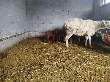 Баран, овца: Продаю | Баран (самец) — 8