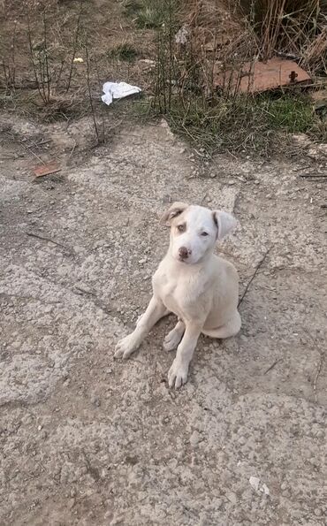 İtlər: 3 ay, Erkek, Pulsuz çatdırılma — 7
