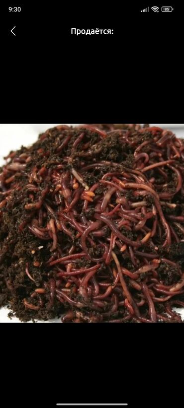 продаю червей: Продается калифорнийские черви для биогумуса 1 кг 20 есть любой