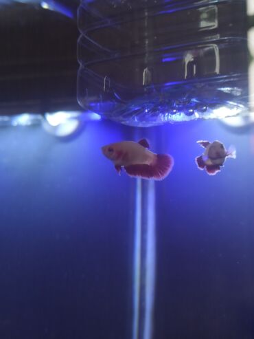betta balıq: Betta (Petuşok balığı), Sülhsevər, Ünvandan götürmə