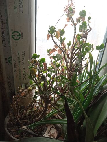 алоэ растение: Продам Алоэ и Декабрист и ещё растение с колючками - малочай. Недорого