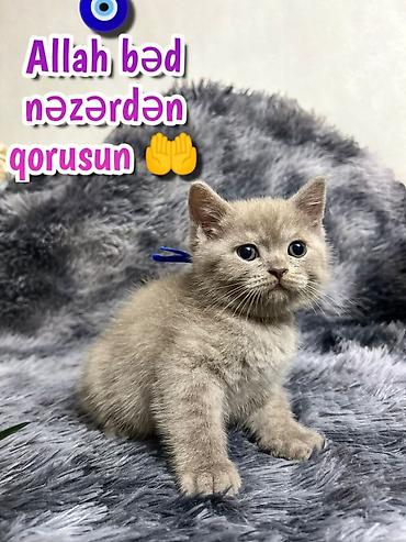 Pişiklər: Şotland — 12