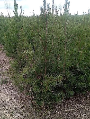 Tinglər: Şam (pine) tingləri – iynəyarpaq landşaft ağacı - Növ: Şam ağacı — 3