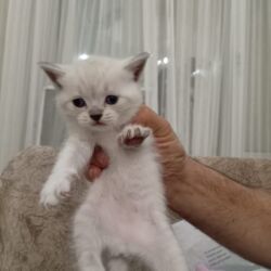 котенок в хорошие руки: Шотландская, Самка, В добрые руки, Самовывоз