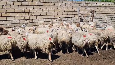 Qoyunlar, qoçlar: Dişi, il: 1, Damazlıq, Pulsuz çatdırılma — 12