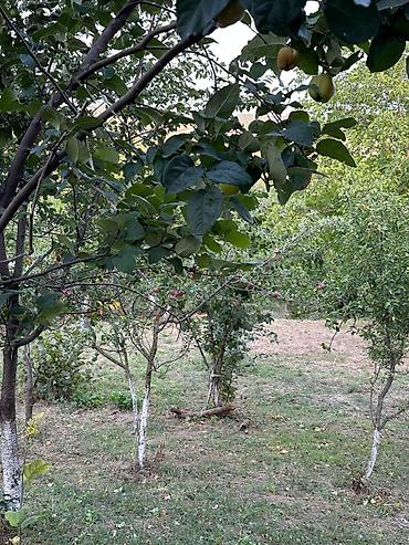 mimoza agacı: 22 sot, Tikinti, Mülkiyyətçi, Kupça (Çıxarış) — 1