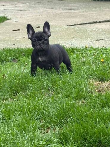 Psi: Odgajivačnica francuskih buldoga “THE BEST EDITION” predstavlja na lalafo.rs — 1 Psi: Odgajivačnica francuskih buldoga “THE BEST EDITION” predstavlja — 1