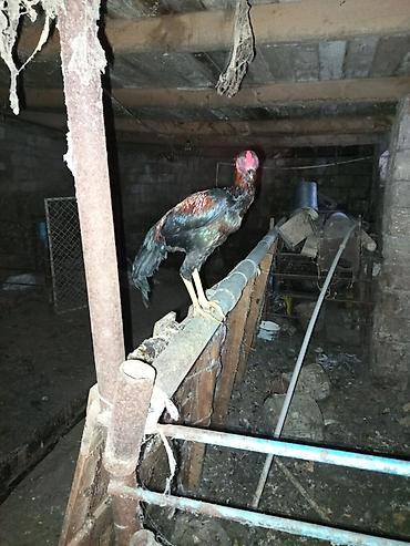 попугай ара цена: Təmiz qara 7ayliqdi qiyməti 100 manat qara qırmızı 6 aylıqdı 70 manat — 7