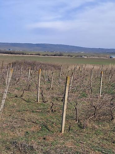 Torpaq sahələrinin satışı: 66 sot, Kənd təsərrüfatı — 1