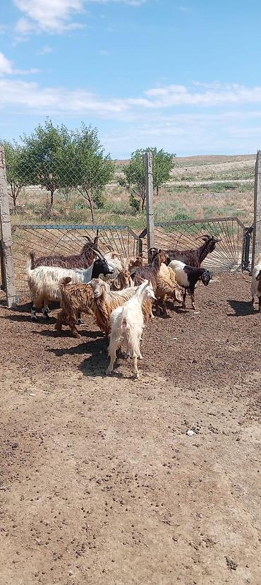 heyvan sekilleri yukle: Salam citdi alıcılar zeng etsin razılaşag — 2