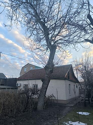 metta samurai: Дерево орех, диаметр ствола 57 см — 3