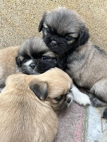 İtlər: Pekines — 1