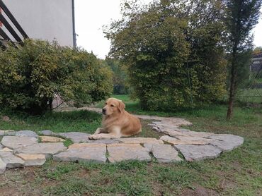 Kuće na prodaju: 145 kv. m, 4 sobe — 17