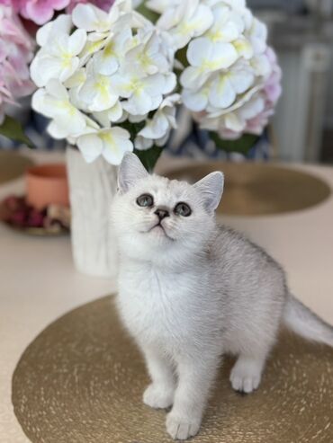 большой кот порода: Котёнок породы шотландская прямоухая (скоттиш-страйт) с серебристым