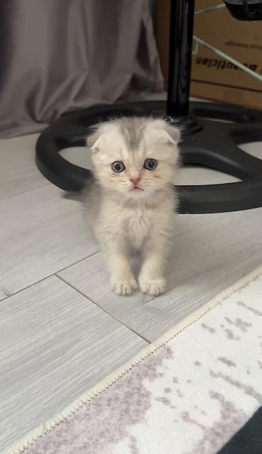 вислоухие котята уход: Шотландский вислоухий котёнок (Scottish Fold) - Окрас: светлый — 1