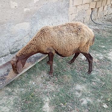 jersey cinsi: Boğaz qoyun 4ayna yetrə yetirdi hər il əkiz doğur — 5