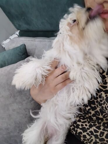 it pişik: Pudel, 3 ay, Dişi, Peyvəndli, Ünvandan götürmə, Ödənişli çatdırılma
