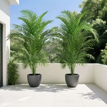 Süni güllər: 🌸 İstədiyiniz dibçəyi, istədiyiniz ölçüdə yığırıq! 🏡 Evlər, ofislər -da lalafo.az — 13 Süni güllər: 🌸 İstədiyiniz dibçəyi, istədiyiniz ölçüdə yığırıq! 🏡 Evlər, ofislər — 13