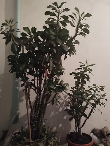 молочай миля: Крупные комнатные растения — молочай Милей (Euphorbia milii, «Корона — 4
