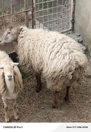it yemi satisi: Salam təmiz beyləqan qocu həm dsmazdıg həmdə çox kökdür 45 dən — 1