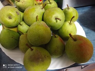большие попугаи: Домашние груши по 60сом за кг . Оптом. Сами соберёте с огорода. Груши