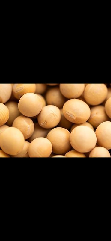 мясо маринованное: 🌱 Качественная соя для производства тофу! Отличные и полные бобы — 1