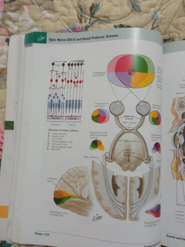 Медицина: «Атлас анатомии» Фрэнка Неттера вот уже более 25 лет является лучшим и at lalafo.kg — 11 Медицина: «Атлас анатомии» Фрэнка Неттера вот уже более 25 лет является лучшим и — 11