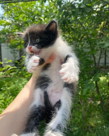 Отдам даром кошку: 2 месяца, Мальчик
