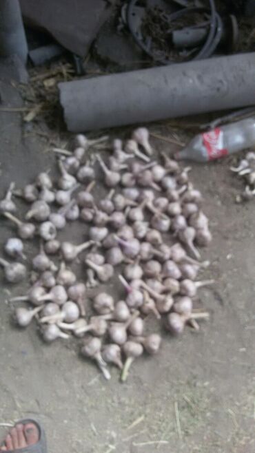 чеснок амвей от паразитов в Кыргызстан | ОВОЩИ, ФРУКТЫ: Продаю чеснок по цине 100 сом за один кг