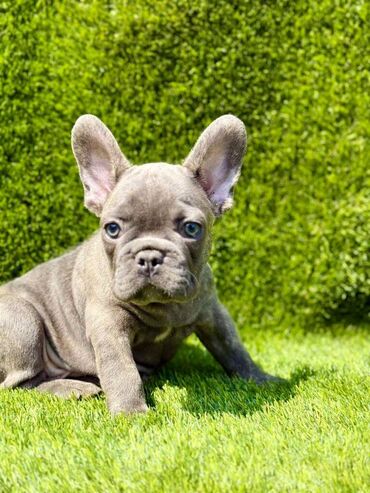 Psi: Odgajivačnica La Casa de Frida – FC Srbija Predstavlja prelepe štence na lalafo.rs — 8 Psi: Odgajivačnica La Casa de Frida – FC Srbija Predstavlja prelepe štence — 8