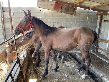 собака корги: Продаю | Жеребец | Конный спорт — 1
