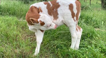 Dana, buzov: Saf qan simmental. 1 ay